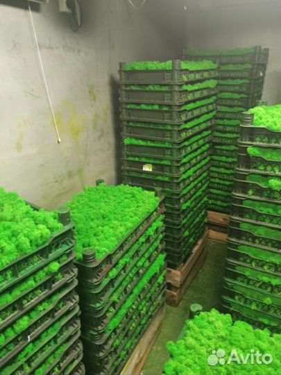 Мох стабилизированный, розница и опт, зеленый