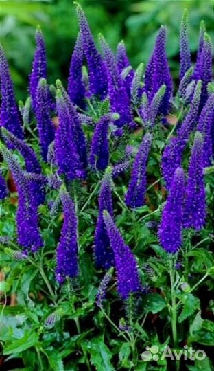 Многолетники(Обмен)