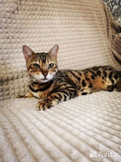 Бенгальская кошка бесплатнов дар