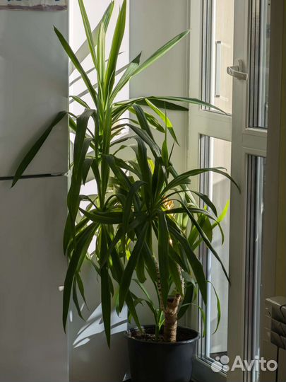 Пальма юкка