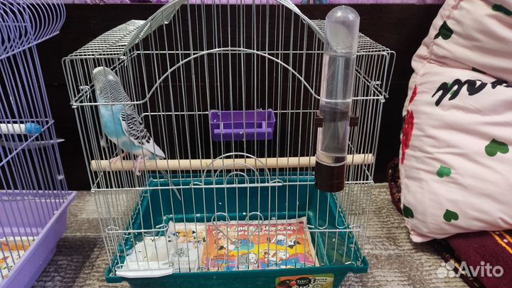 Продам попугай