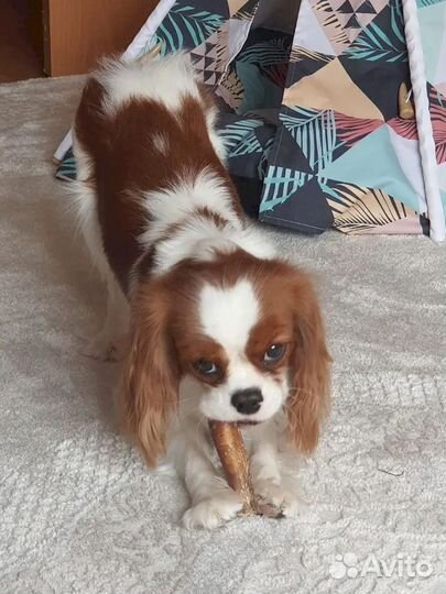 Лакомство для собак оптом. Натуральное