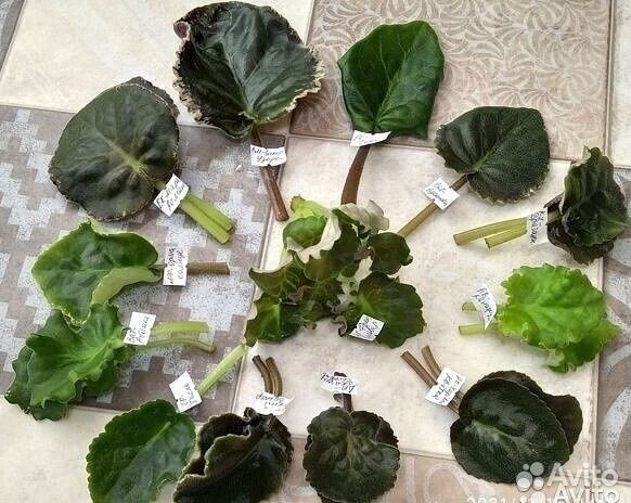 Фиалки сортовые с\с листом