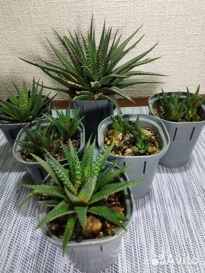 Суккуленты