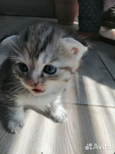 Котята в добрые руки бесплатно
