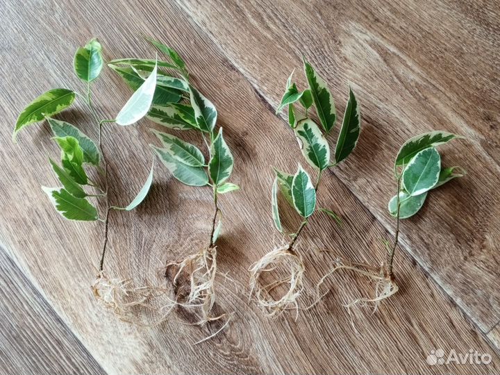 Фикус бенджамина пестролистный