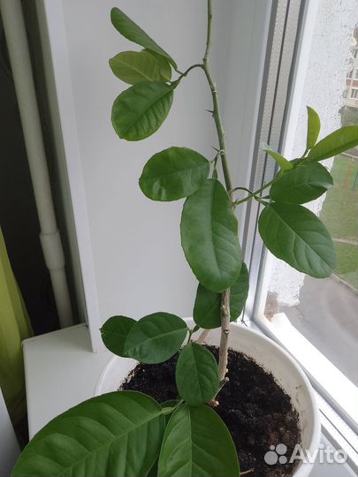 Лимон Пандероза