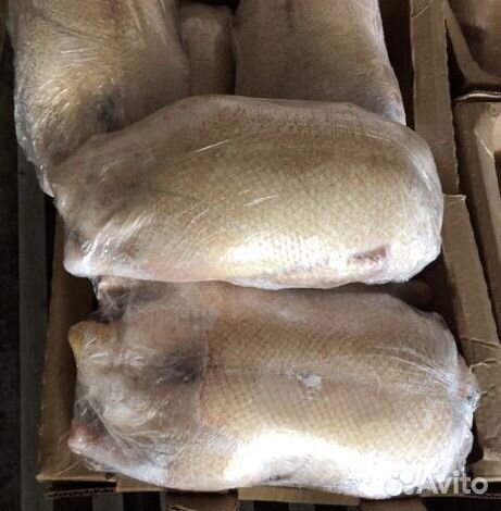 Утка домашняя мясо