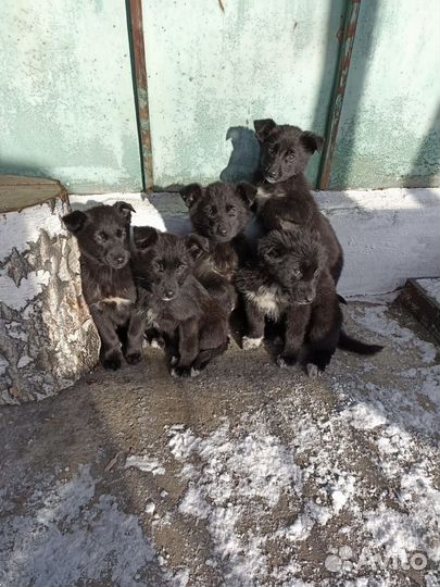 Щенки