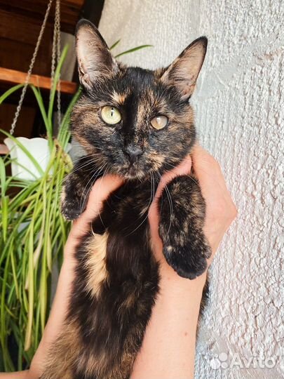 Очень умная, спокойная кошка мечта черепашка