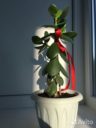 Толстянка (денежное дерево )