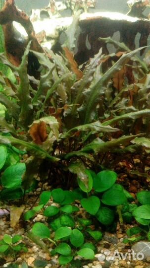 Аквариумные рыбы