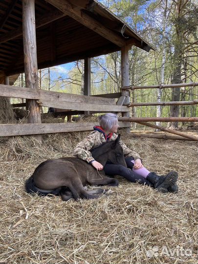 Орловский рысак жеребенок и лошадь
