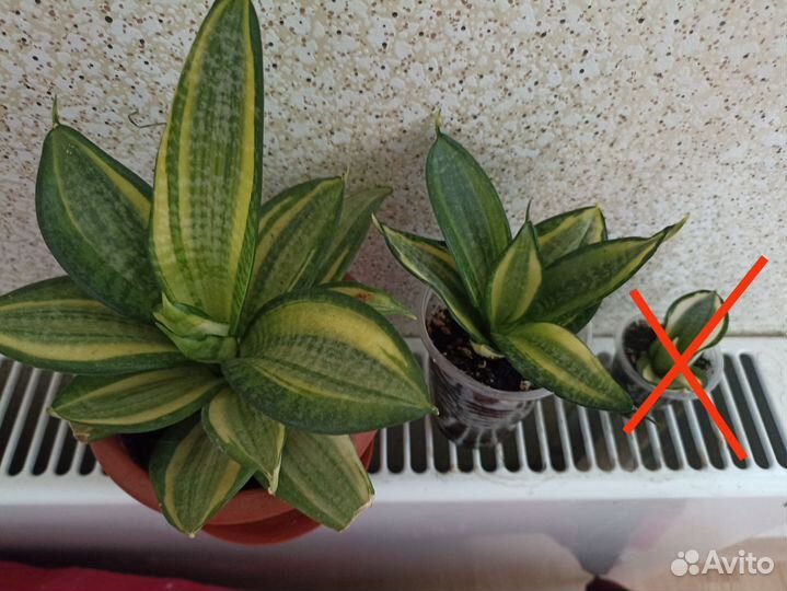 Сансевиерии 3 сорта