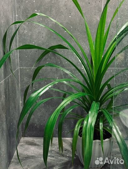 Шикарный панданус