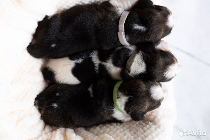 Щенки бигль