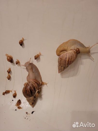 Улитки ахатины