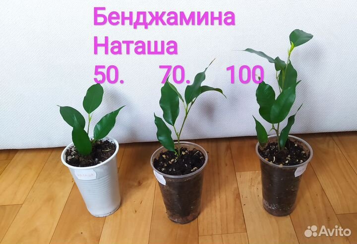 Фикус Бенджамина Наташа