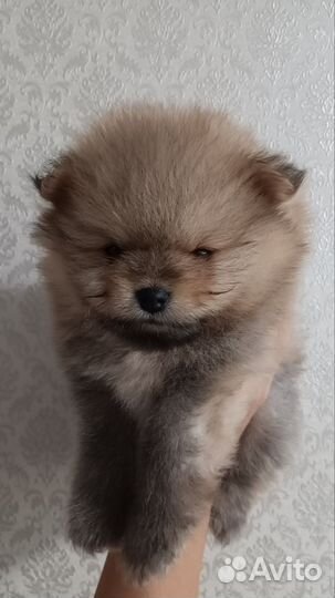 Продажа щенков шпица