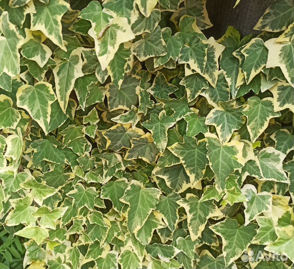 Плющ садовый 2 вида
