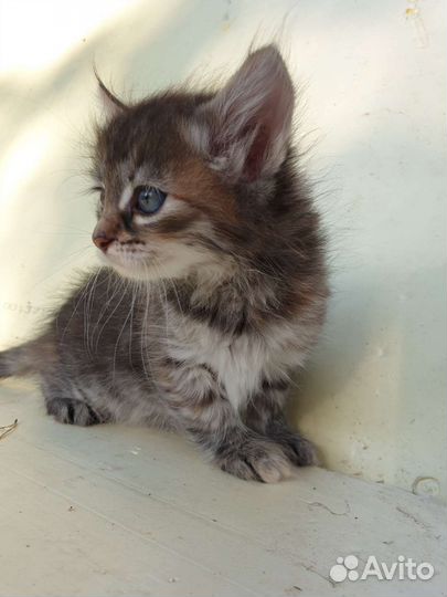 Котенок маленький бесплатно