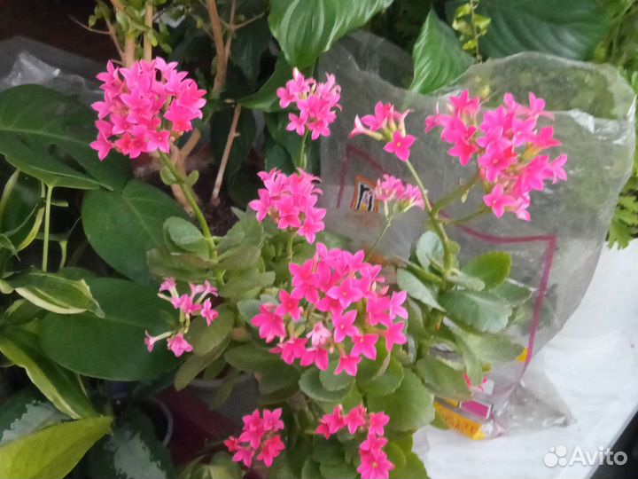 Каланхоэ цветущий, несколько сортов, есть мини