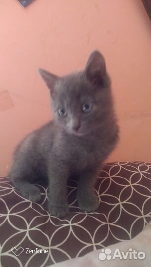 Подарю котёнка
