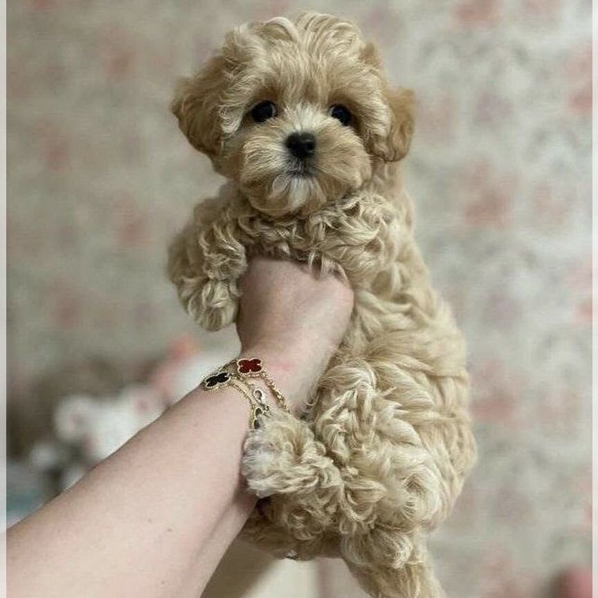 Maltipoo. мальтипу f1 мини. Сказочные малыши