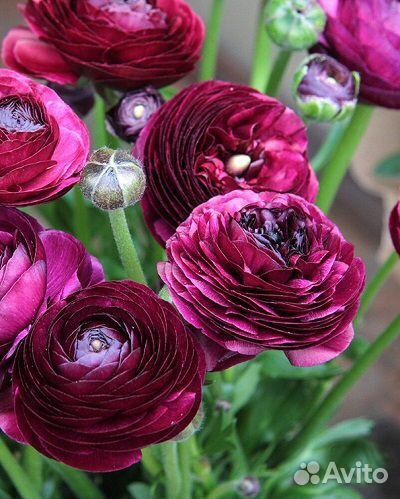 Лютик азиатский Пёпл, ранункулюс, 10 клубней