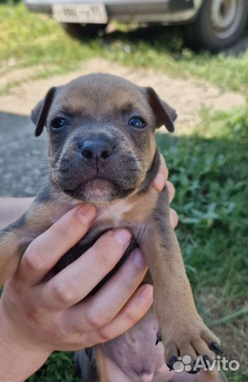 Американский стаффордширский терьер