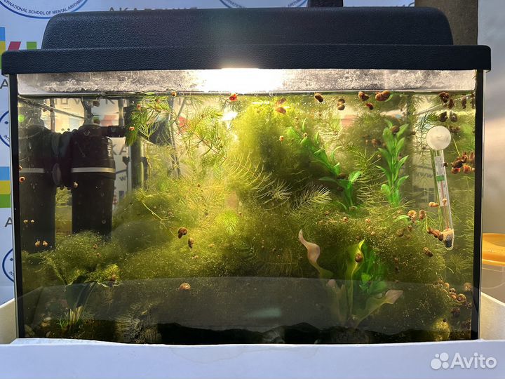 Продаю аквариум