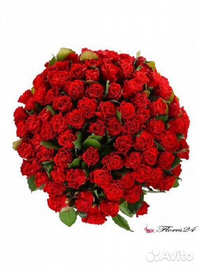 Розы эльторо