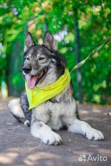 Гром метис лайки, спасите его из клетки
