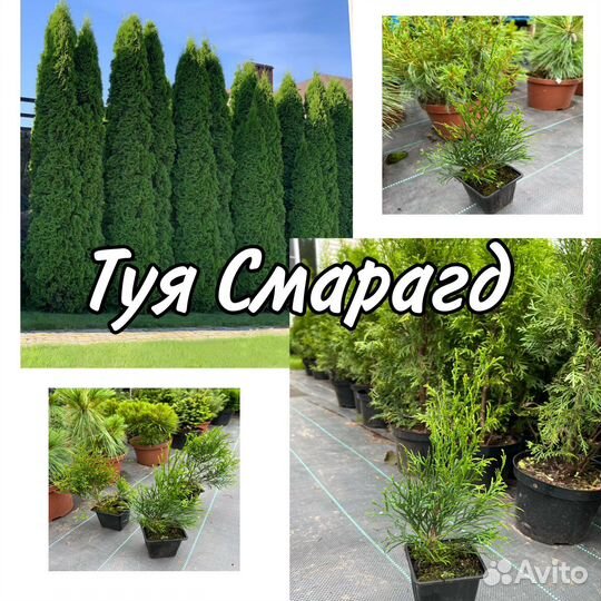 Туя Смарагд 28-33смБрабант35-45см