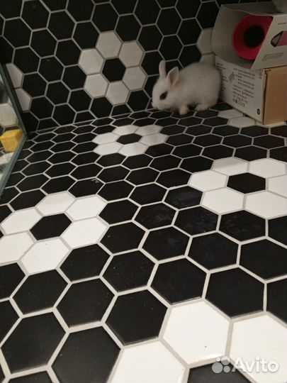 Декоративные кролики мини