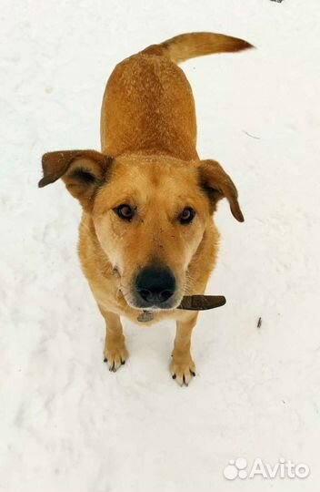 Оди добряк ищет дом