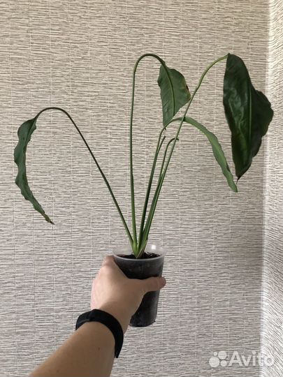 Спатифиллум Свит Себастьяно