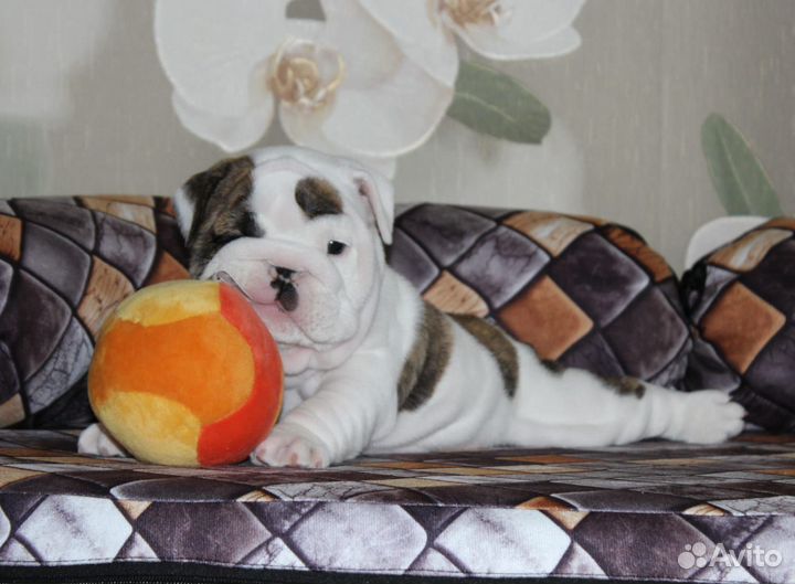 Английский бульдог