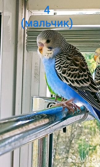 Птенцы волнистый попугай