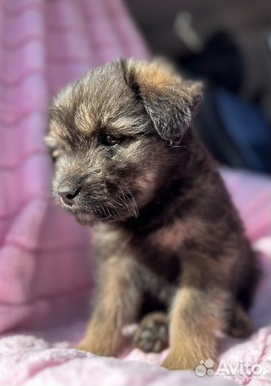 Щенок в добрые руки бесплатно