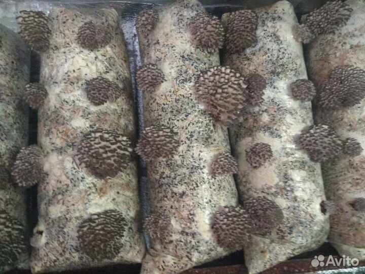 Грибной блок