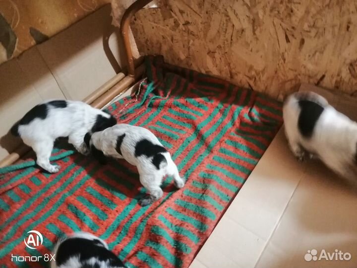 Собаки щенки