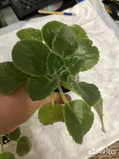 Фиалки детки набор