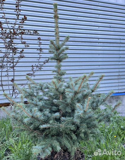 Ель голубая глаука
