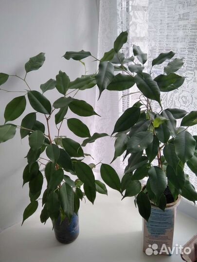 Фикус бенджамина, фикус кинки, замиокулькас