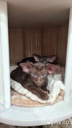 Шикарные экстрим кошечки и котики с документами