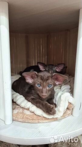 Шикарные экстрим кошечки и котики с документами