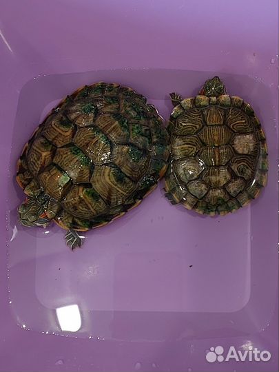 Красноухая черепаха