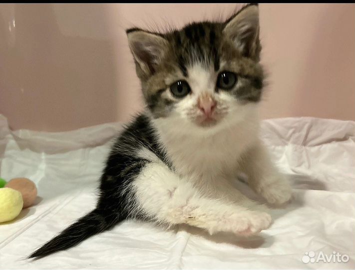 Котенок - девочка