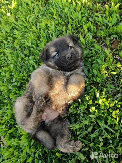 Щенки овчарки и охотничьей лайки